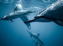 KOK体育平台：点亮热爱，开启专业观赛新纪元